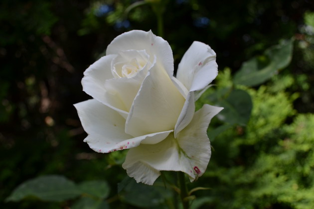 floare de trandafir (7)