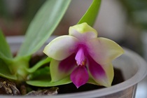 Phalaenopsis Bellina mini